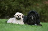 LHASSA APSO 167